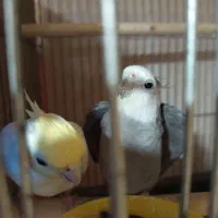 عروس هلندی چند جفت با جوجه و تخم|پرنده|چغادک, |دیوار