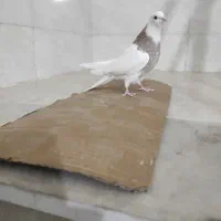 جوجه طوقی|پرنده|شوشتر, |دیوار