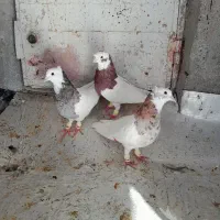 کبوتر کفتر طوق شازده نر