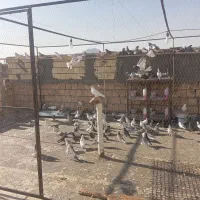 کفتر پرشی درجه 1