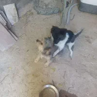 یک جفت سگ پا کوتاه قیمت توافقی