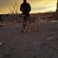 نر میکس سرابی و ژرمن ۳ ساله