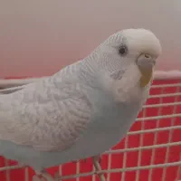 مرغ عشق نیمه دستی|پرنده|رضویه, |دیوار