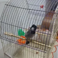 پرندمون گمشده
