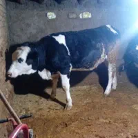 تلیسه ابستن|حیوانات مزرعه|قیدار, |دیوار