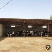 کارگر گاوداری