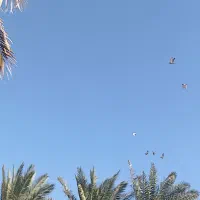 کبوتر پلاکی|پرنده|حمیدیه, |دیوار