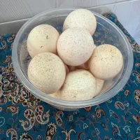 تخم نطفه دار بوقلمون