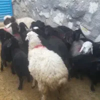 ۳۵راس میش جوان درشت بره دار درجه یک سرحال