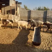 میش|حیوانات مزرعه|کازرون, |دیوار
