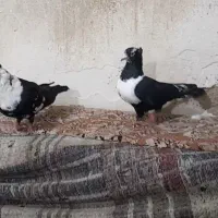 کبوتر کلاغ جفت