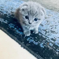 گربه اسکاتیش اصیل|گربه|کرمان, |دیوار