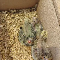 جوجه هلندی سرلاکی