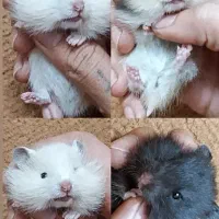 فروش استثنایی همستر همه نژادها فقط تماس