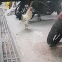 خروس دونژاده