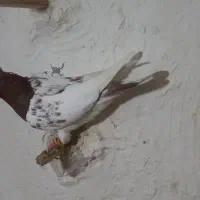 کله ماده|پرنده|بجنورد, |دیوار