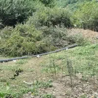 زمین ۲۱۵ متری در طبیعت جاده‌ چالوس و نزدیک تهران