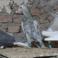 کبوترعطیقه