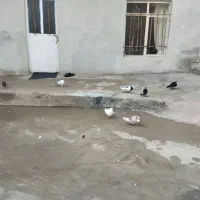 ‌شاخدار|لوازم جانبی حیوانات|آبگرم, |دیوار