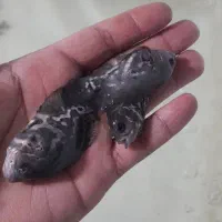 ماهی اسکارتایگر،پرت پلار|ماهی|کاشمر, |دیوار