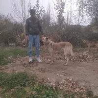 سگ سرابی نر|سگ|انگوت, |دیوار