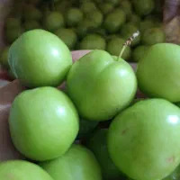 آلوچه سر سبز قزآان