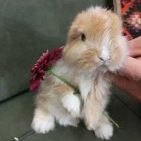 بچه خرگوش عروسکی لوپ آپارتمانی