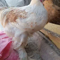 خروس برهمایی|حیوانات مزرعه|مشهد, کوشش|دیوار