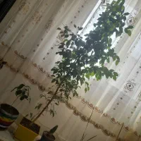 درختچه طبیعی،سالم و سرحال