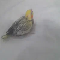 جوجه عروس هلندی
