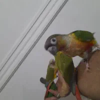 انواع گرینچیک در رنگهای مختلف