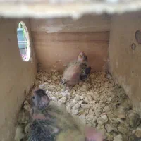 عروس هلندی مولد با ۳جوجه|پرنده|چابهار, |دیوار