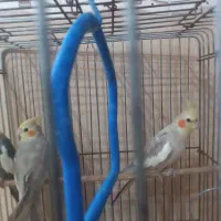 2عدد عروس هلندی|پرنده|رشت, پل تالشان|دیوار