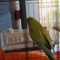 مرغ مینا ومرغ عشق|پرنده|الشتر, |دیوار