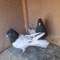 جفت کله سیاه و دو جوانه کاکلی|پرنده|فردوس (خراسان), |دیوار