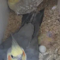 جفت عروس کار داده