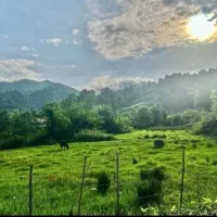 ف‌ووری زمین280متری قابل‌ساخت/پلاک1جنگل/سندتکبرگ|فروش زمین و ملک کلنگی|نور, |دیوار