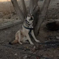 توله سگ|سگ|رزن, |دیوار