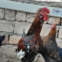 خروس گلیم چهل تاج ریشو