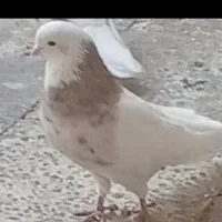 طوقی نر