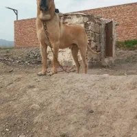 واگذاری سرابی اصیل