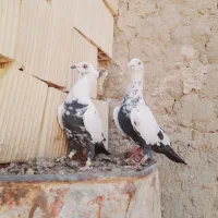 کبوتر