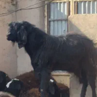 بزغاله یک ساله ونیم|حیوانات مزرعه|تاکستان, |دیوار