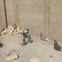 کبوتر گنبد،پرشی|پرنده|پاکدشت, پاکدشت (مامازند)|دیوار