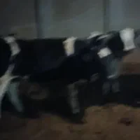 فروش چهارراس تلیسه دم کل صنعتی|حیوانات مزرعه|فرخشهر, |دیوار