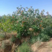 پیوند تخصصی پسته