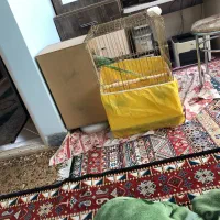 شاه طوطی|پرنده|ساوه, |دیوار