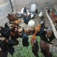 تخم مرغ محلی