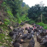 فروش و معاوضه گله جوان بوقلمون مولد برنز|حیوانات مزرعه|لنگرود, |دیوار