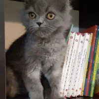 گربه اسکاتیش بلو|گربه|بجنورد, |دیوار